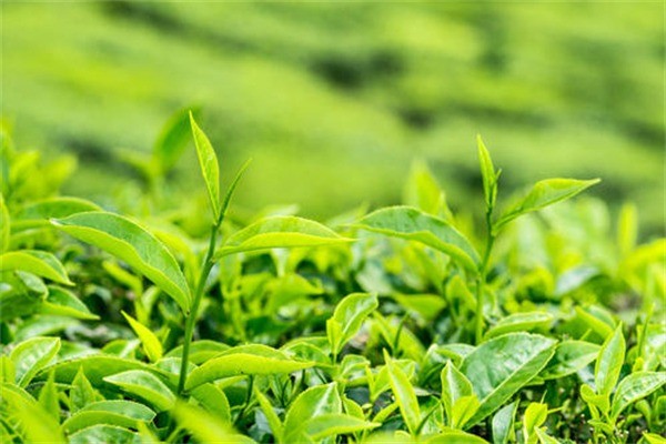 江南茶韻 一杯香茗里的千年風華