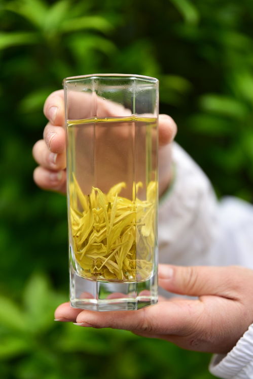 高山云霧出好茶，風過云硒茶飄香